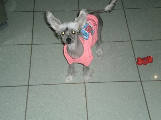 Zaramon Dangelina Jolie