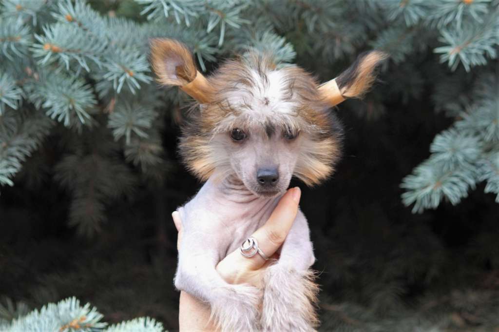 Felicia Amore Mio Bellmeri Geloris