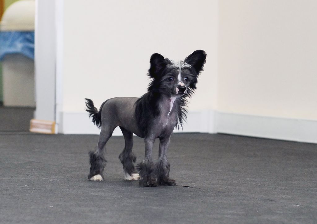 Angel Look Honey Moon