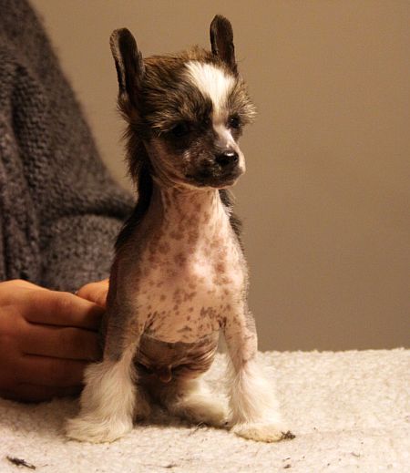 Aquacrest Ma-Ma-Ma-Maa