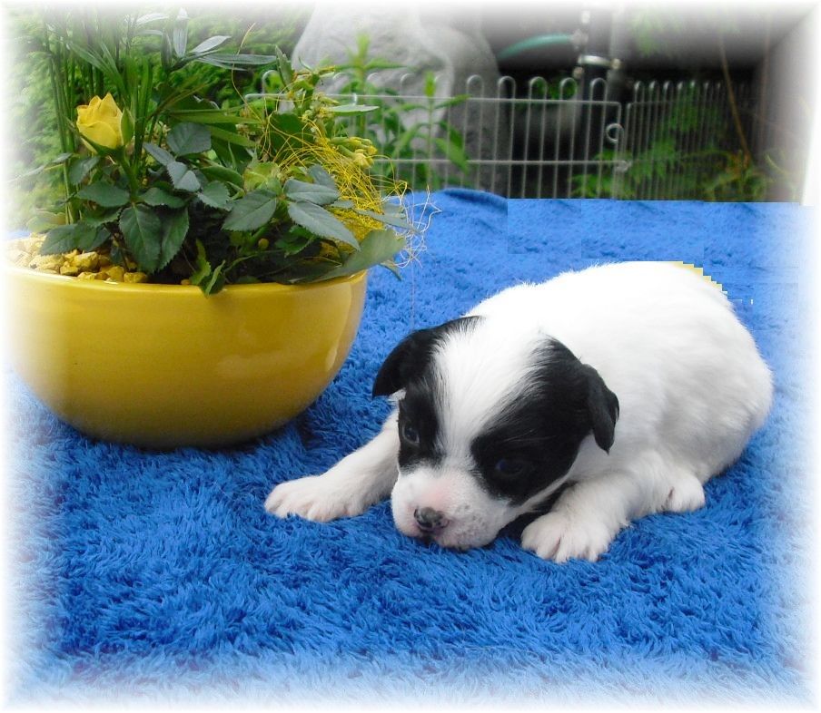 Yunao's Gayamo Gharou