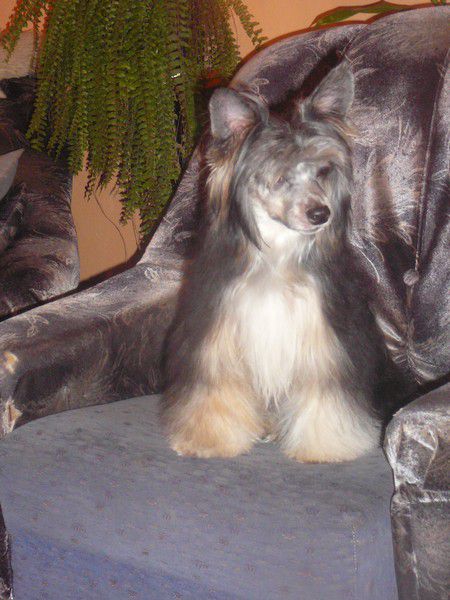 Bastien z Jestrebiho kralovstvi