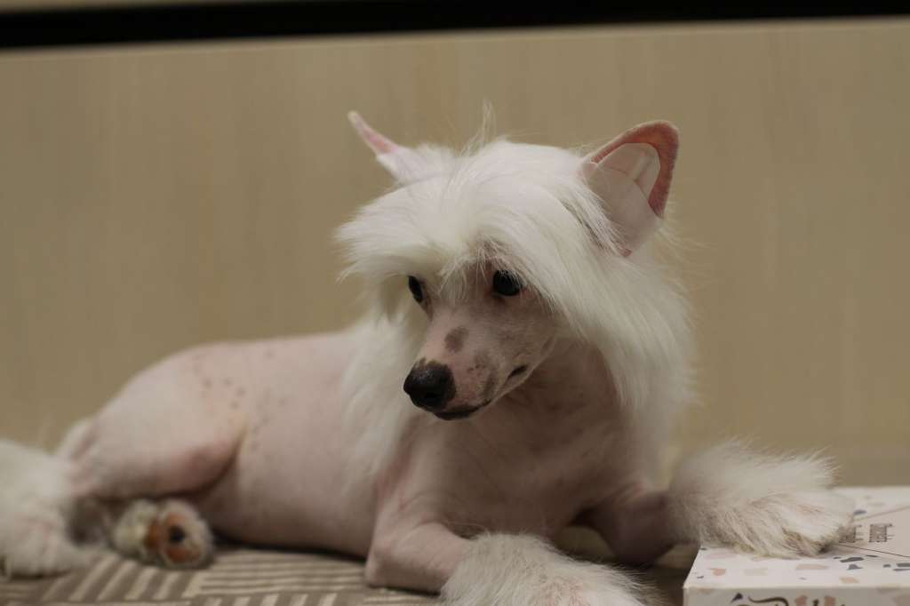 Zheneva-Debjut Charon