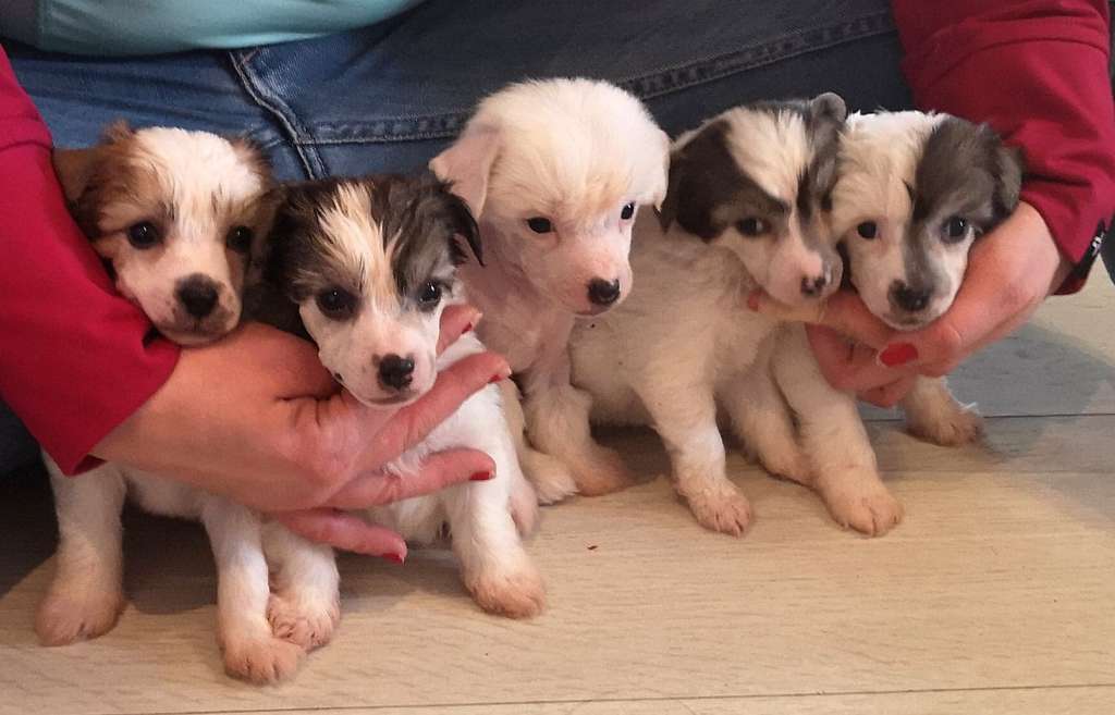 Mooncrystal's Galaxy Is  Limit