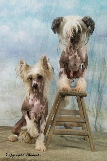 Crying Freeman von der Sturmhoehe