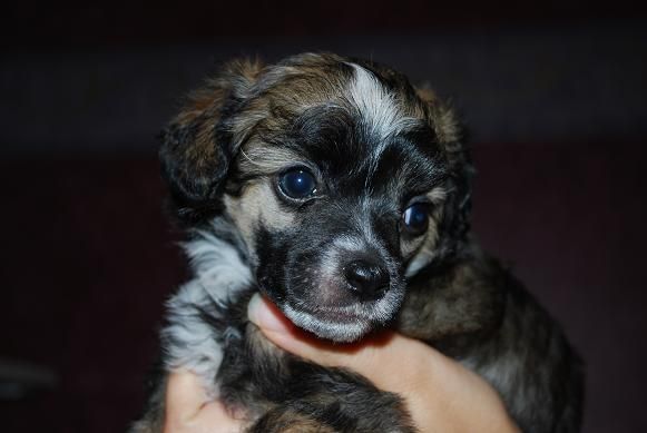 Kinapuffens Ego-Boost