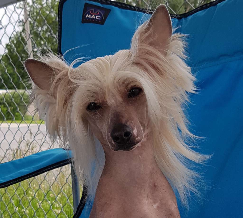 Little Dog Of Dream Maximo