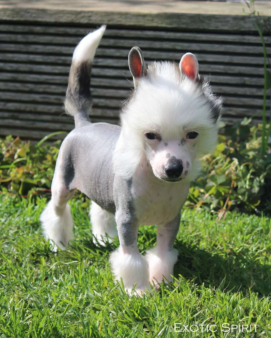 Exotic Spirit Sirius Snow MF