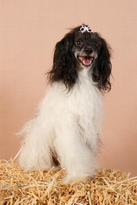 Bantu vom Wellingerhoff