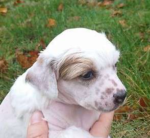 Proud Pony Quantum Touch