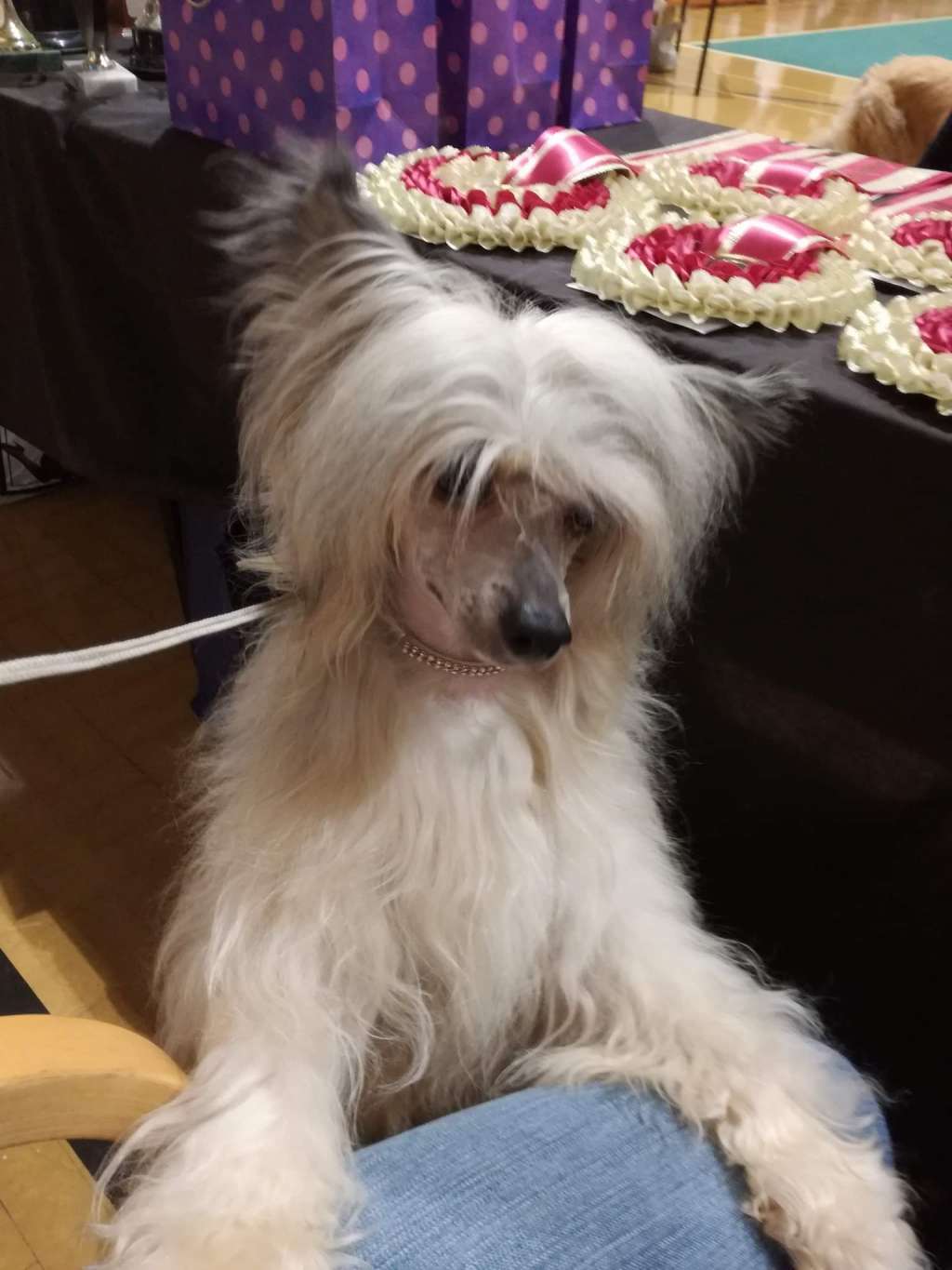 Parcauwen Secret Diamond