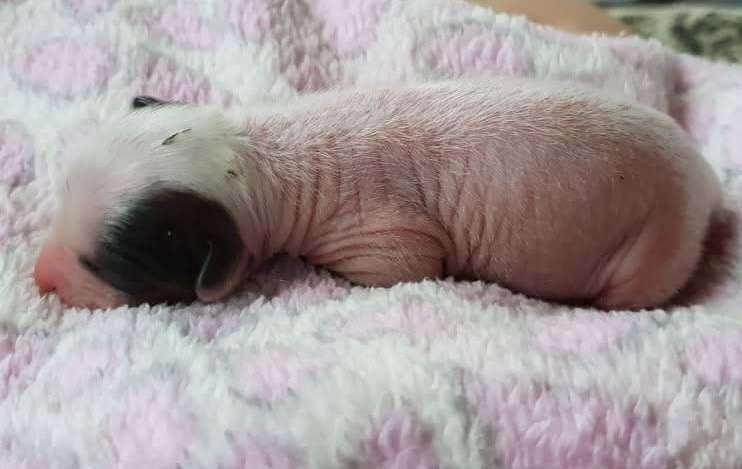 Famrus Bella Bambina