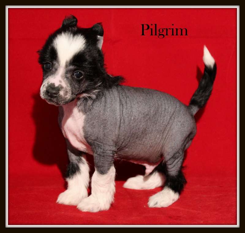 pilgrim du pavé de varennes