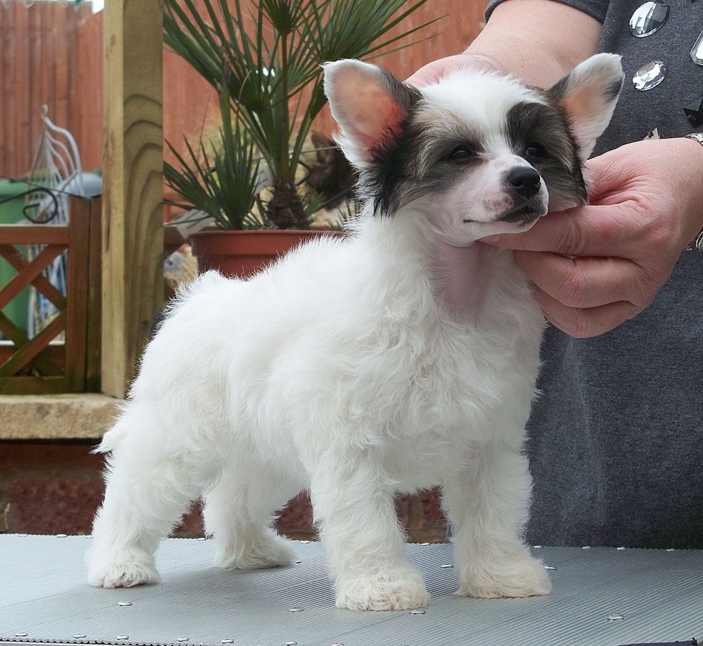 Moonswift Forget Me Not