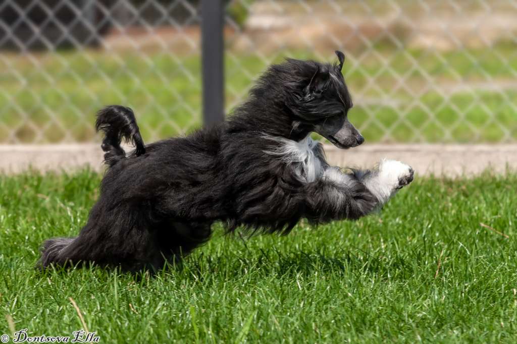 ChinghisKhan iz Sozvezdiya Khana