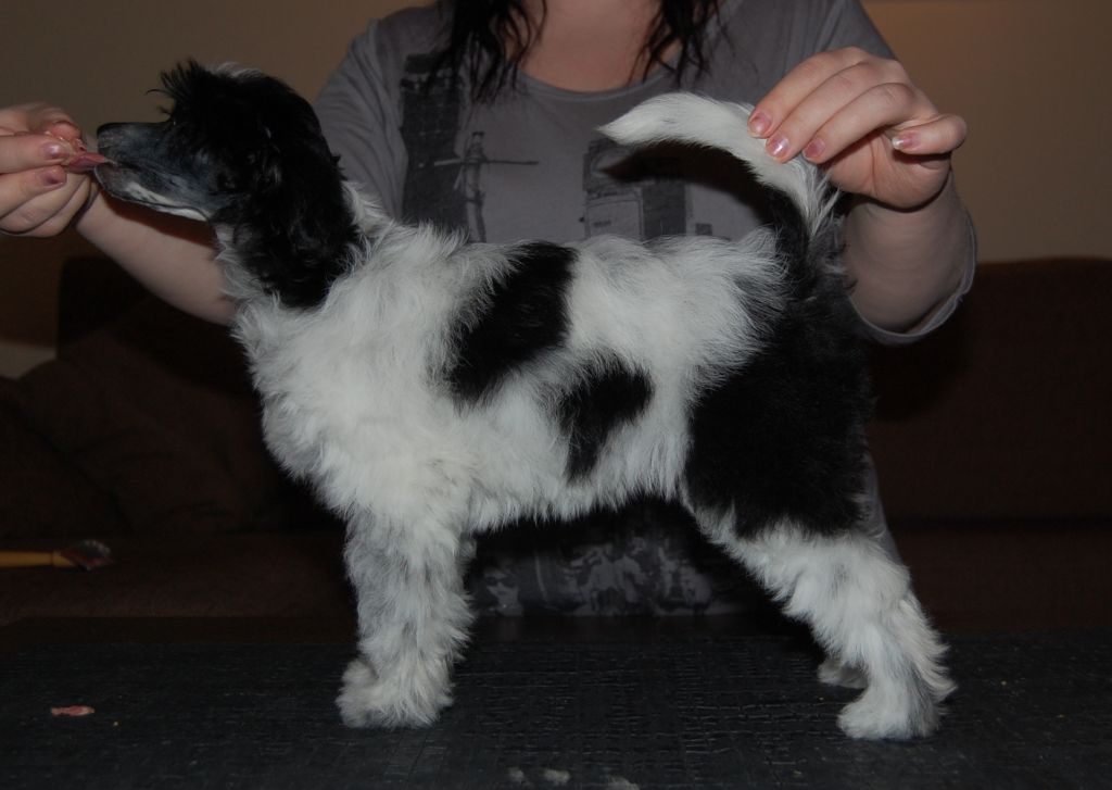 Fiabella's Fairy Princess