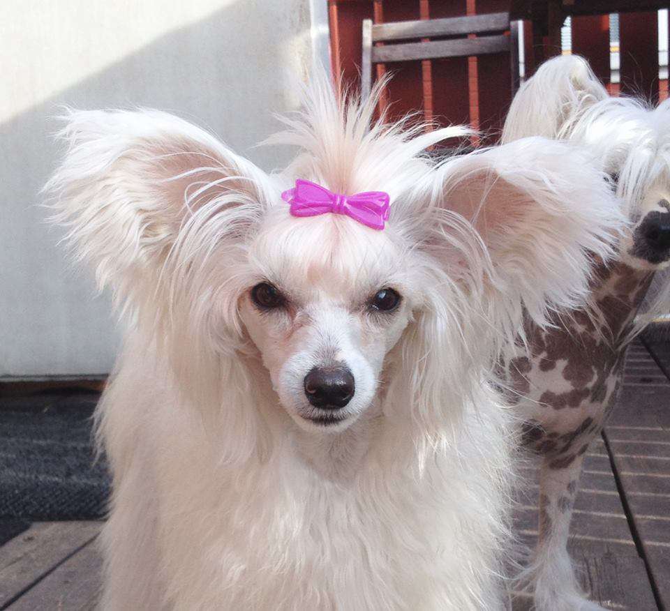 Bellatrix Luckycharm Moonstone