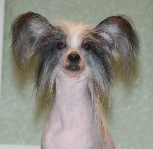 Gran Pri S Krainego Severa