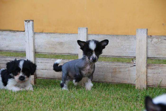 Lapinus Midnight in Pekin