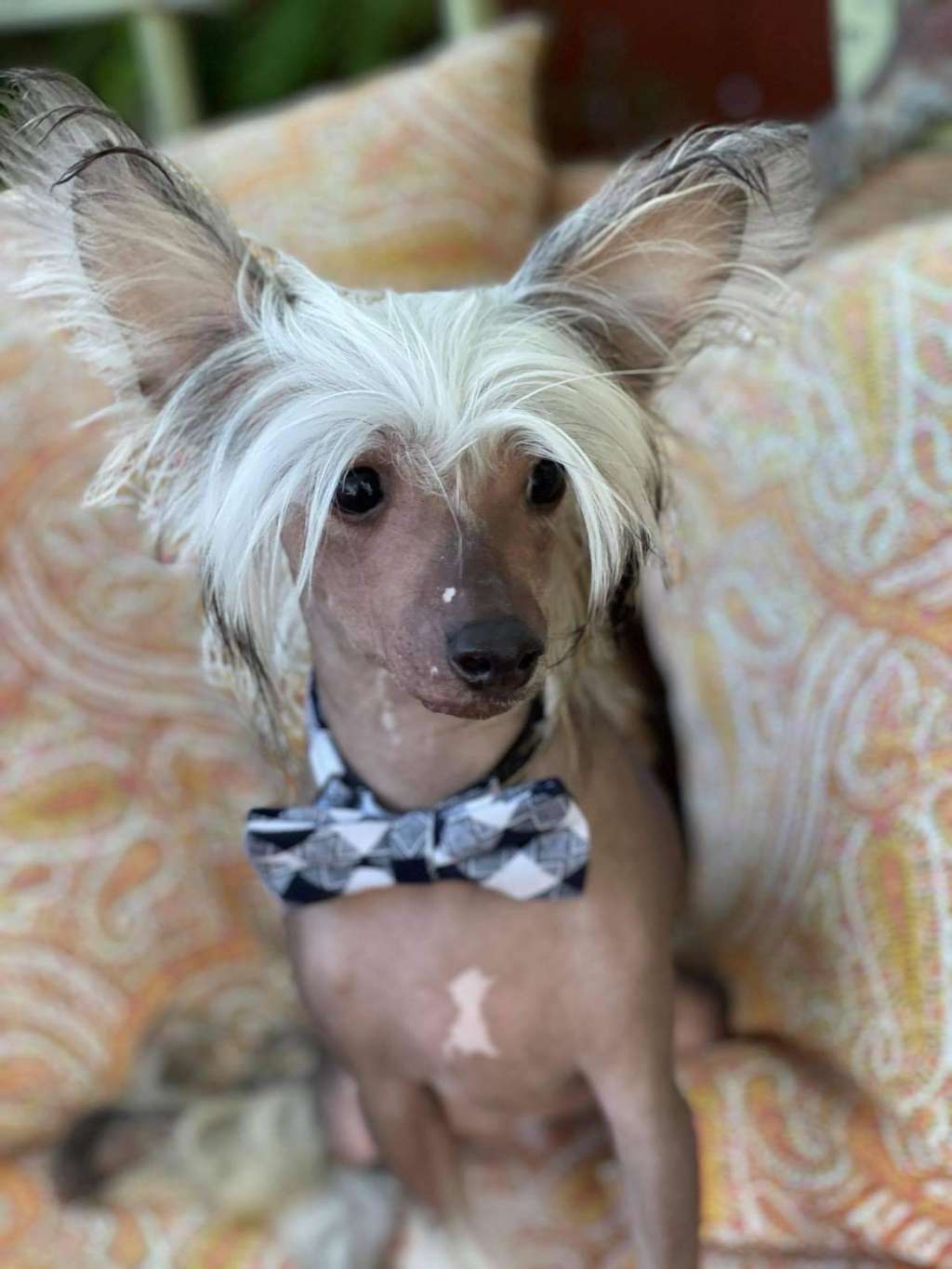 Olyuti's Delight for Life