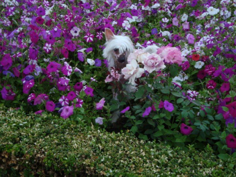 Bambola Timida Money Stream