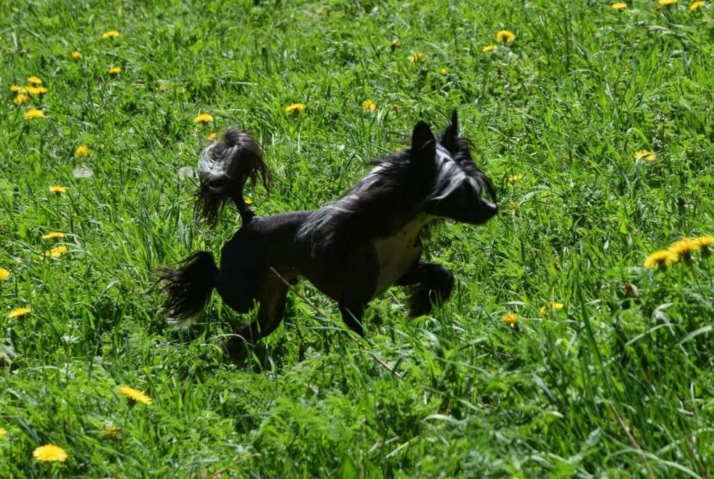 Magnus Staff Freak of Nature