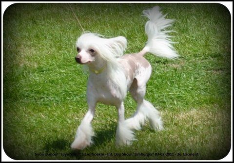 Ch. Snow Dancer v't Lisserhoekje