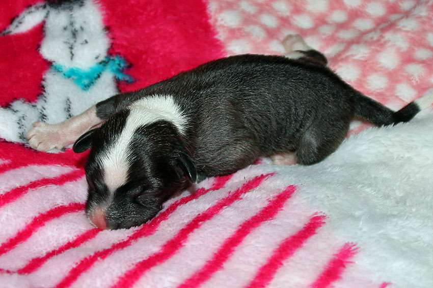 Silkencrest Glenn Miller