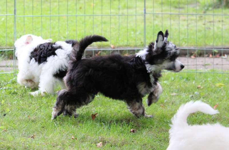 Demol'Alegres Billy Bandit