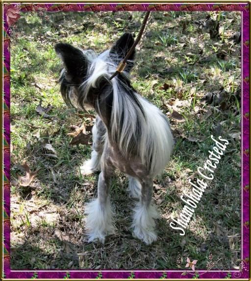 Lakeside's Lotus Blossom'n At Shambhala