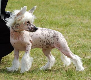 Princess Leia's Good Day Sunshine