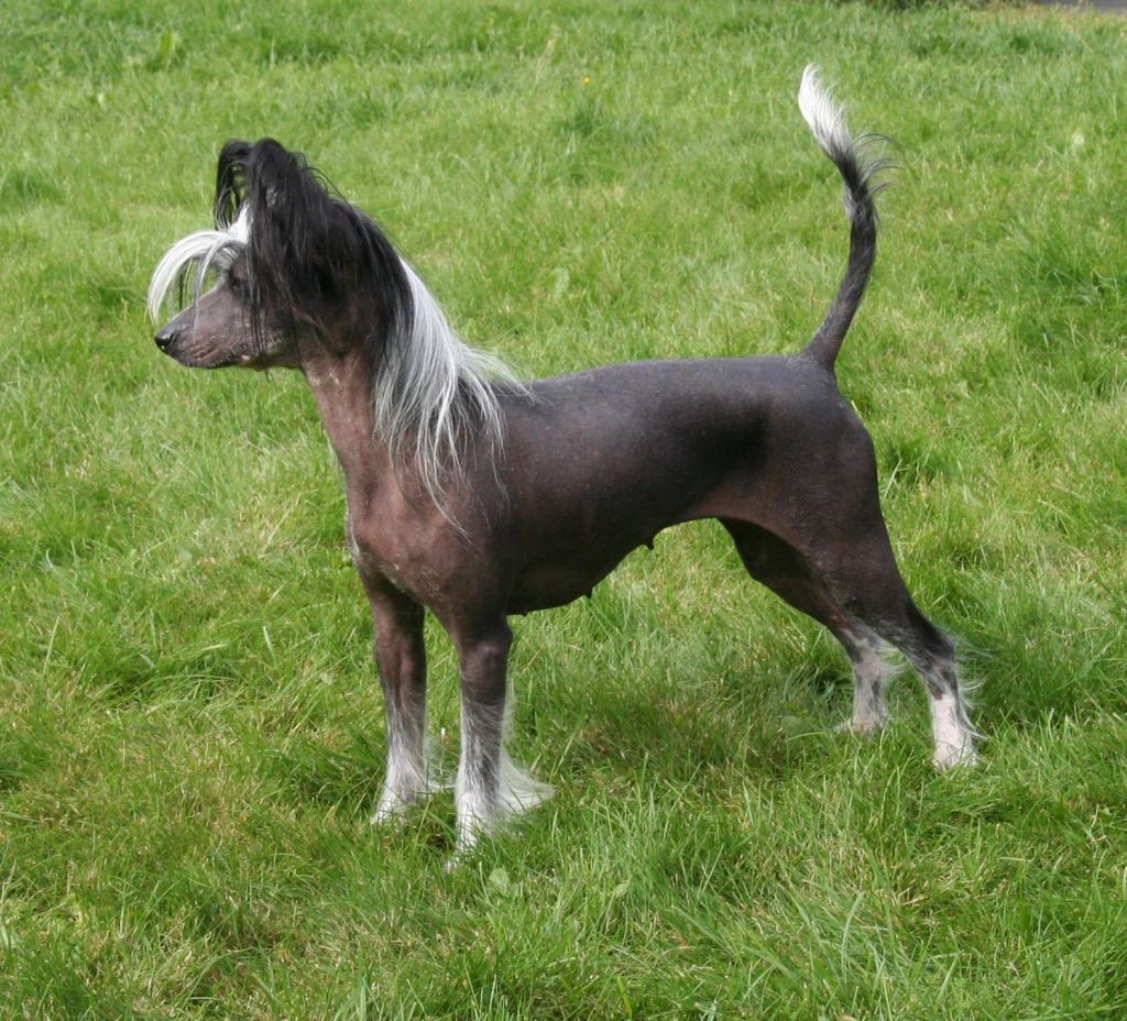 Absolute Souls Hot Desire