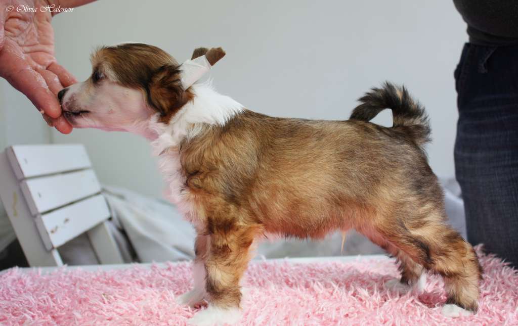 Xtra Bold Candy Crush Saga