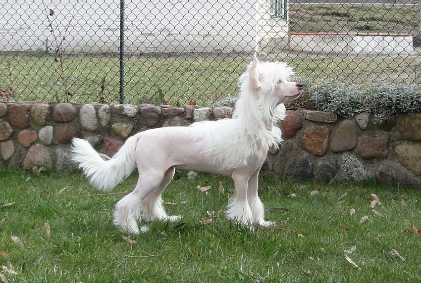 Yummi Lina Bonus Westtai