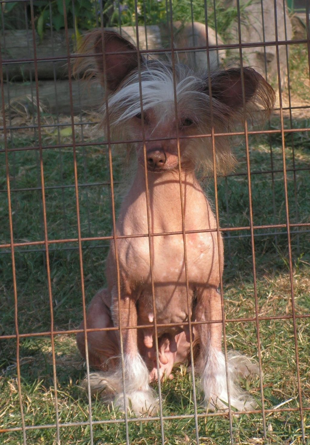 Mohawk Hooz That Girl