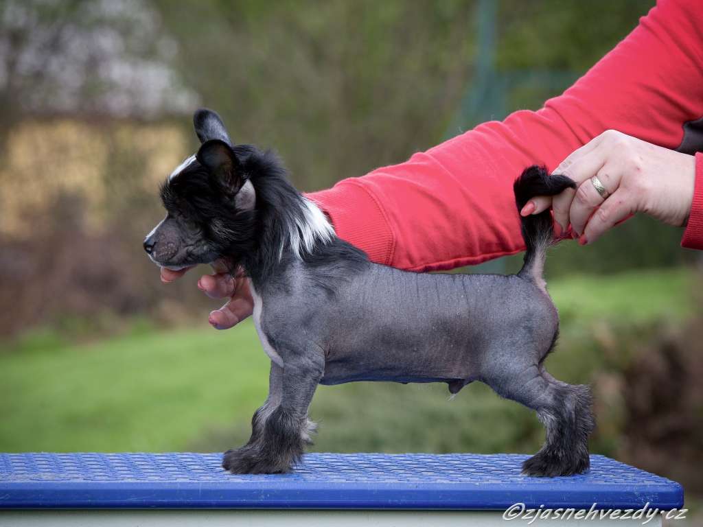 Calvin z Jasne hvezdy