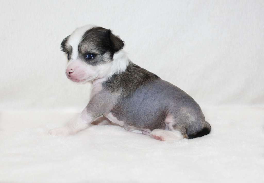 Charuyuschiy Soblazn Davy prince of my heart