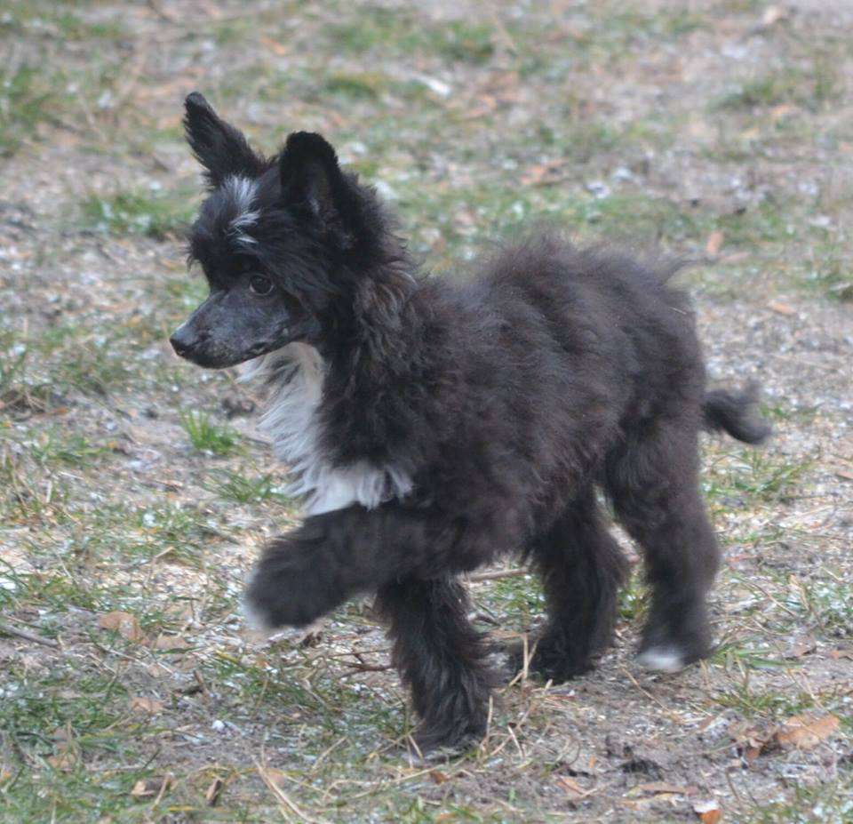 Magic of Success Amelia