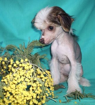 Sapfir iz Tsarskogo Sela Gayane