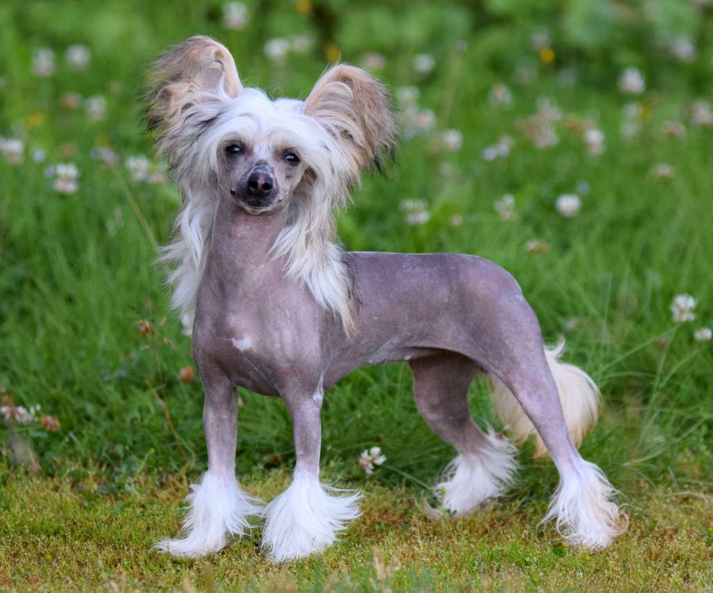 Artic Flyer's Lady Love