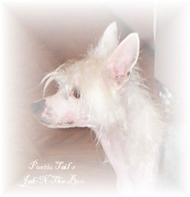 Poetic Tails Jak-N-Tha Box