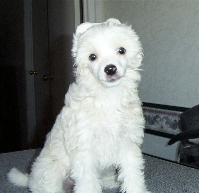 Windsong's Drama Queen