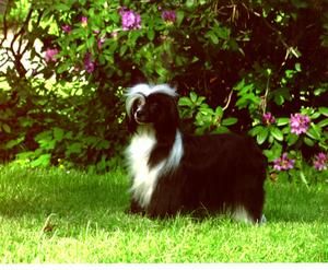 Split Decision N'Co.