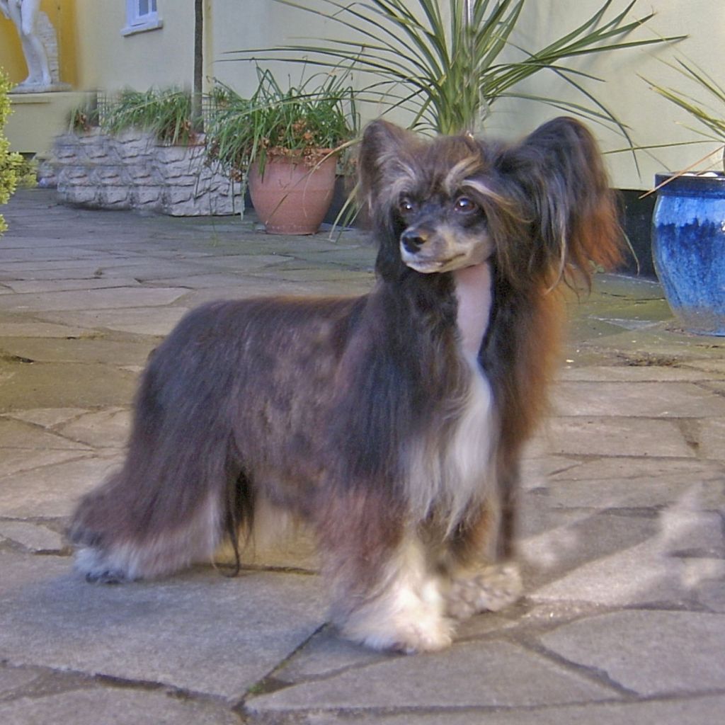 Vanitonia Play It By Ear For Bichcrest