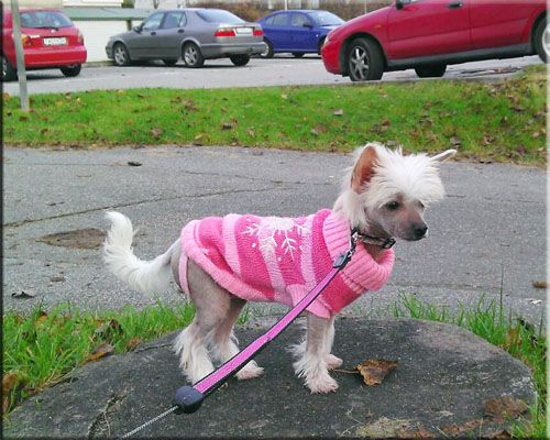 Yagudina's More than I can Say