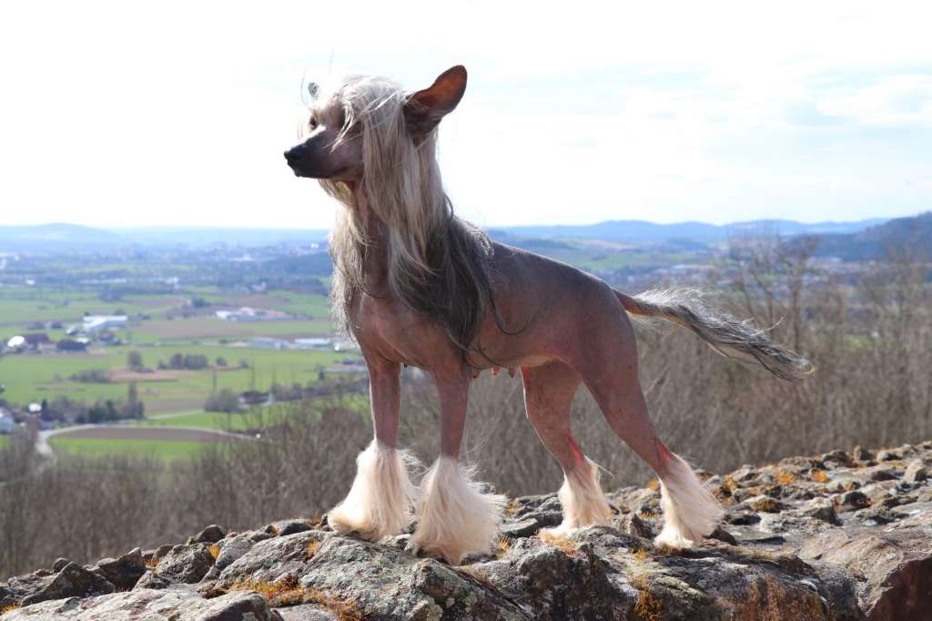 Quest To Happiness Princes de la Roses