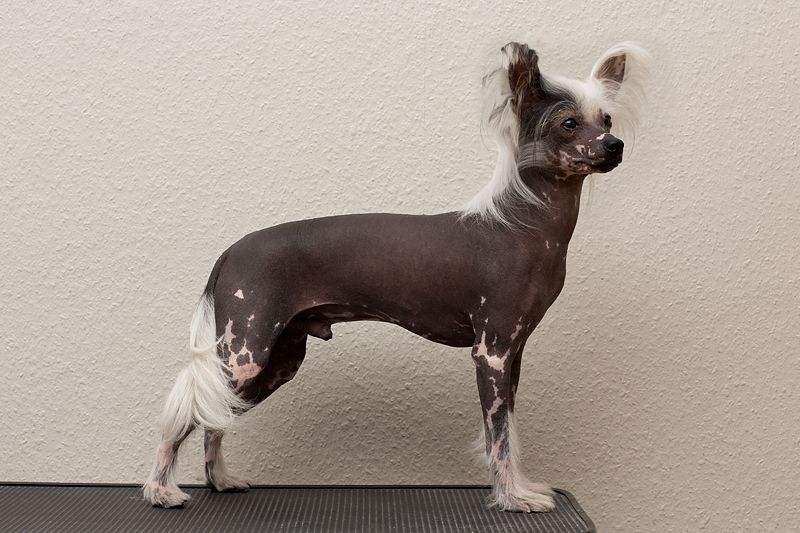 Future in My Life Princes de la Roses