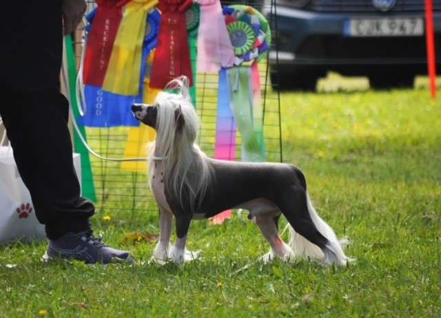 Jean Dark Earl of Roseland