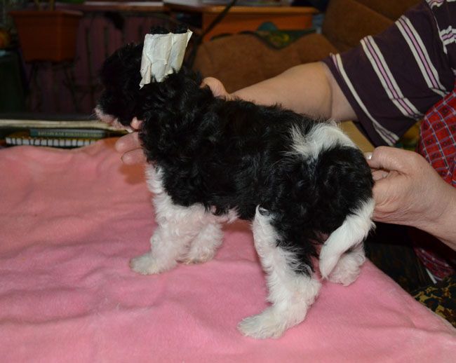 Vellar Pljus Laruzh iz Tsarskoy Stai