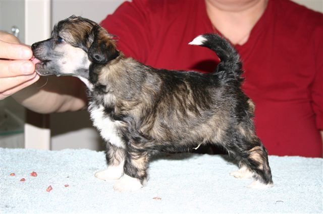 Zhannel's Kiss Master